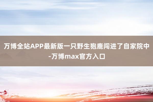 万博全站APP最新版一只野生狍鹿闯进了自家院中-万博max官方入口